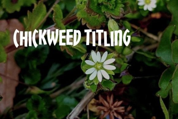 Chickweed Titling: A Unique Font for Standout Design